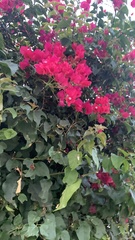 Bougainvillea