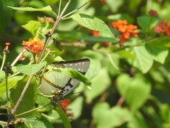 Polyura eudamippus