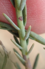 Struthiola ciliata ciliata