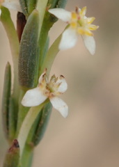 Struthiola ciliata ciliata