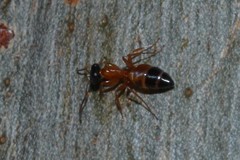 Opisthopsis rufithorax