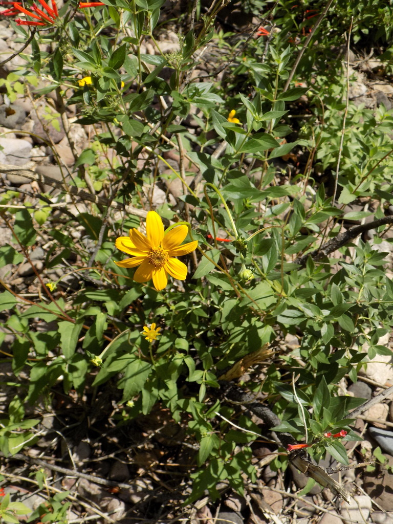 Mountain Oxeye in August 2021 by Ana Gatica Colima · iNaturalist