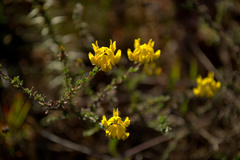 Sericeae