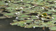 Nymphoides hydrophylla
