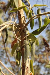 Gonolobus jaliscensis