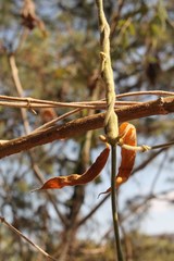 Gonolobus jaliscensis