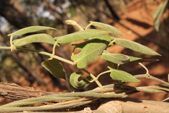 Gonolobus jaliscensis