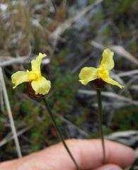 Xyris capensis