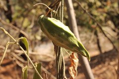 Gonolobus jaliscensis