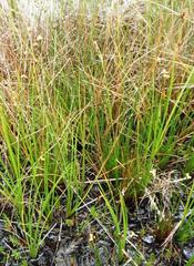 Xyris capensis