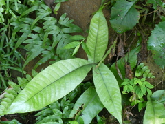 Tectaria harlandii