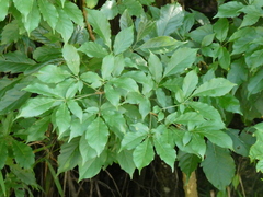 Vitex quinata