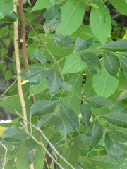 Archidendron lucidum