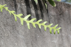 Disocactus anguliger