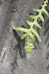 Disocactus anguliger