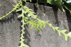 Disocactus anguliger