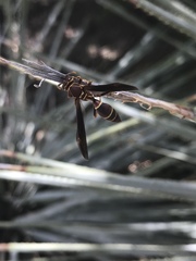 Polistes arizonensis