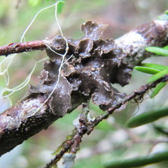 Pseudocyphellaria mallota