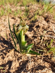 Ferraria parva