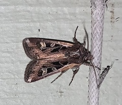 Actebia fennica