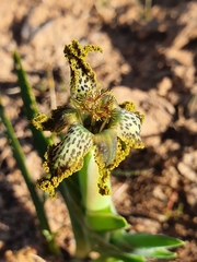 Ferraria parva