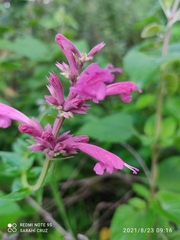 Agastache mexicana