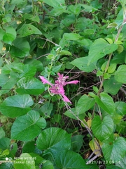 Agastache mexicana