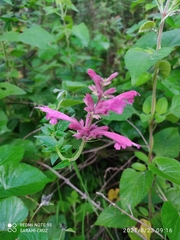 Agastache mexicana
