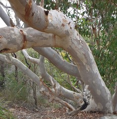Eucalyptus cladocalyx