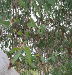Eucalyptus cladocalyx