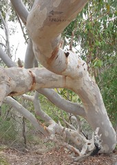 Eucalyptus cladocalyx