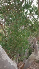 Eucalyptus cladocalyx