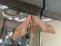 Marumba cristata