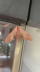 Marumba cristata