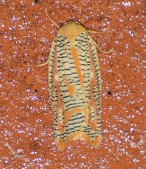 Templemania rhythmogramma