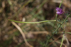 Cleome hirta