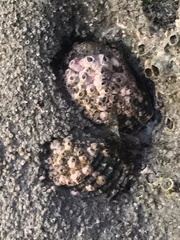 Concholepas concholepas