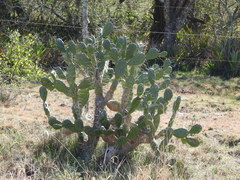 Opuntia rioplatense