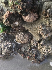 Concholepas concholepas