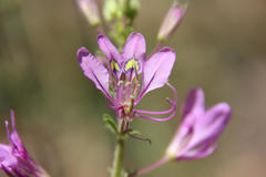 Cleome hirta