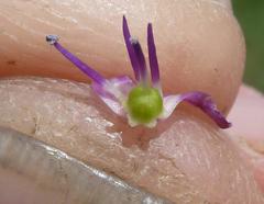 Ledebouria remifolia