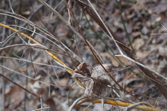 Aurantioporthe corni