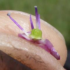 Ledebouria remifolia