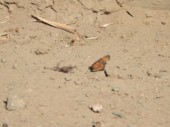 Danaus gilippus gilippus