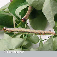 Bastilla absentimacula