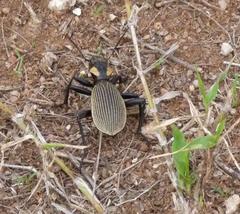 Anthia burchelli burchelli