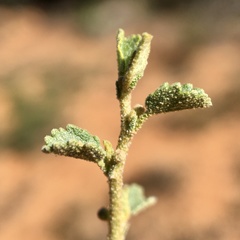Sida intricata