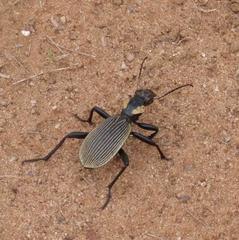 Anthia burchelli burchelli