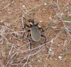 Anthia burchelli burchelli