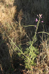 Cleome macrophylla